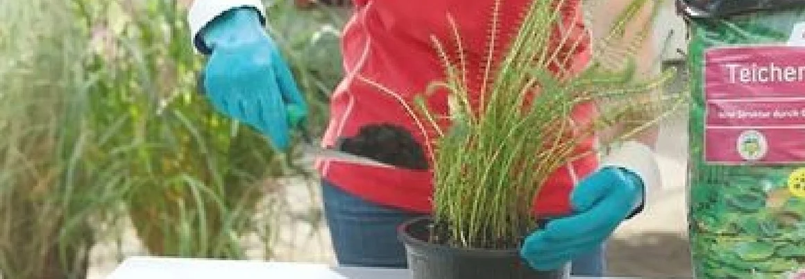 Person schneidet Pflanze mit einer Schere